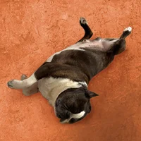 Frankie – Bark Manager